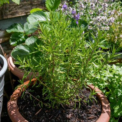 Marshalls Garden Rosemary UprightAromaticHardy Perennial Herb For Pots And Borders 3 X 9Cm Plants from B&Q
