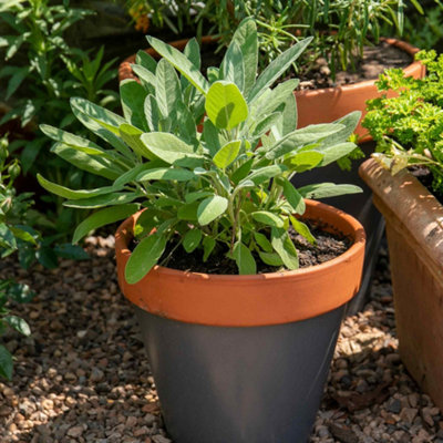 B&Q -  Sage (Salvia Officinalis) 3-PackCulinary Perennial 3 X 9Cm