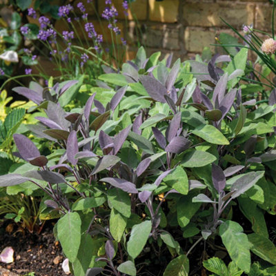 B&Q -  Sage 'purple Salvia Officinalis Purpurascens' 1L Potted Perennial