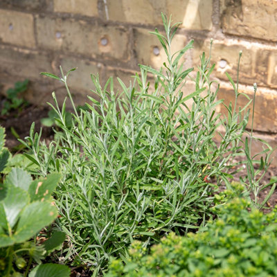 Marshalls Garden Tarragon PlantHardy Perennial Herb For Pots And BordersAniseed Flavour 1 Litre Plant from B&Q