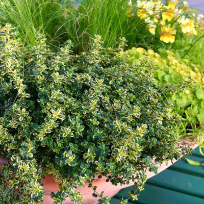 Marshalls Garden Thyme 'lemon' Pack Of 3Lemon-Scented Hardy Herb With Variegated Leaves For Pots And Patios from B&Q