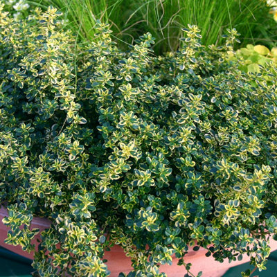 Marshalls Garden Lemon Variegated Thyme (Thymus Citriodorus 'aureus') 1L Plant from B&Q