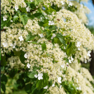 Marshalls Garden Climbing Hydrangea Petiolaris Shade Loving Lacecap Climber 3 Litre Plant from B&Q