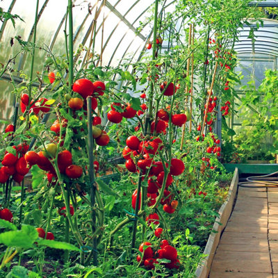 Marshalls Garden Greenhouse Tomato Seed Collection 4-Variety Pack For Pots And Greenhouses from B&Q