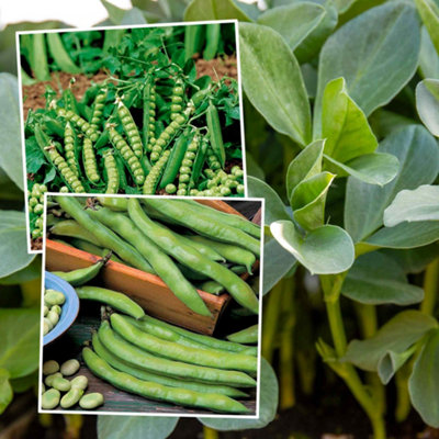 Marshalls Garden Autumn-Sowing Pea & Broad Bean Duo PackAquadulce Claudia & Douce Provence Seeds from B&Q