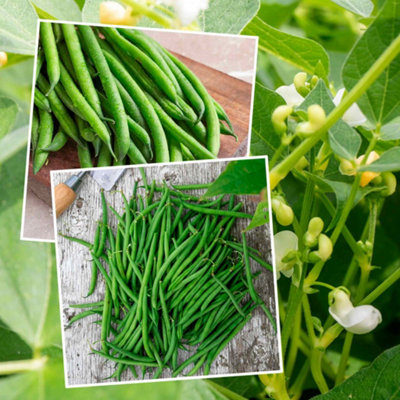 Marshalls Garden French Bean Dwarf Seeds Duo PackModesto & Faraday125 Seeds from B&Q