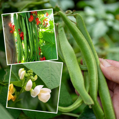 Marshalls Garden Runner Bean Seeds Duo 'firestorm' & 'white Lady' Stringless Self-Fertile 2 X 45 Seeds from B&Q