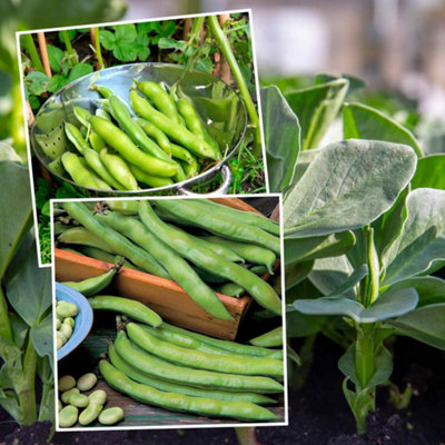 Marshalls Garden Broad Bean Seeds Duo Pack Aquadulce Claudia & Masterpiece Green Longpod from B&Q