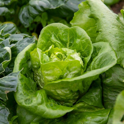 Marshalls Garden Lettuce 'winter Gem' Pack Of 12 Plug Plants, Cos Lettuce For Cold Frames And Unheated Greenhouses