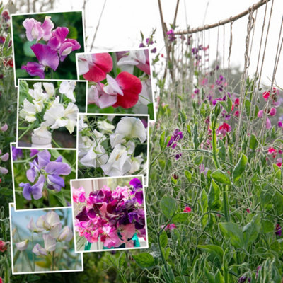 Unwins Sweet Pea Seeds 'extra Fragrant' Collection 7 Packets from B&Q
