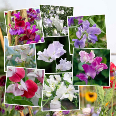 Marshalls Garden Scent-Tastic Sweet Pea Seed Collection8 Packs Of Mixed Fragrant Varieties from B&Q