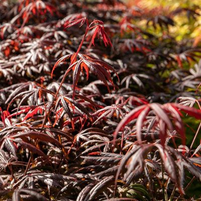 Marshalls Garden Purple/Red/Orange Acer Palmatum 'Trompenburg' Japanese Maple - Compact Ornamental Tree Litre Size 7.5 B&Q