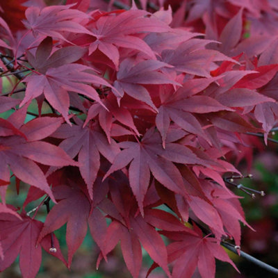 Marshalls Garden Acer Palmatum 'atropurpureum'3 X 9Cm Hardy Purple-Red Japanese Maple Plants from B&Q