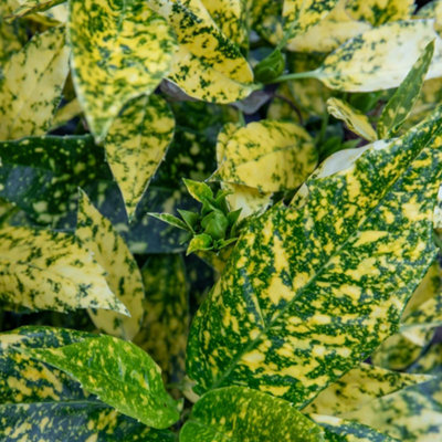 Marshalls Garden Aucuba Japonica 'golden Girl' 3 X 9CmCompact Evergreen For Shade from B&Q
