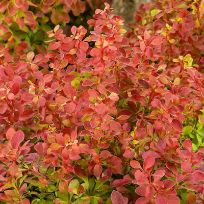 B&Q -  Berberis 'orange Rocket' 3 X 9CmUprightColour-Changing Barberry Shrubs
