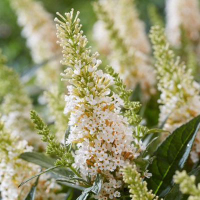B&Q -  Buddleja 'candy Little White' Dwarf Butterfly Bush 3 X 9Cm80CmWhite Flowers