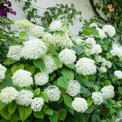 Marshalls Garden Hydrangea 'annabelle' (Hydrangea Arborescens)Large White FlowersFast-Growing Shrub3 X 9Cm from B&Q