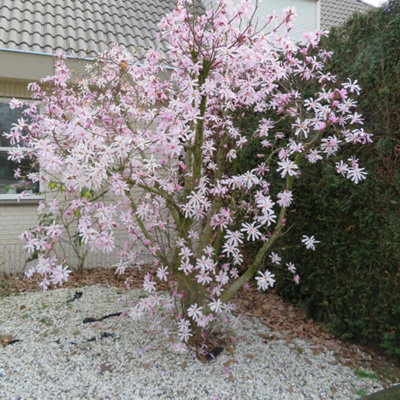 Marshalls Garden Magnolia 'leonard Messel'3 X 9Cm Young PlantsPink Spring FlowersRhs Award Of Garden Merit from B&Q