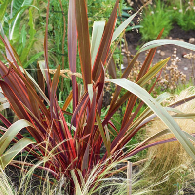 B&Q -  Phormium 'maori Queen'Pack Of 3 X 9Cm Hardy Evergreen PlantsBronze-Green Leaves With Pink Edges