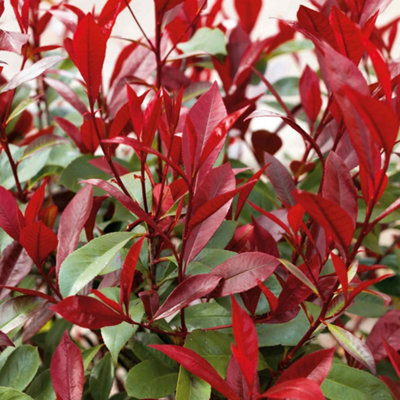 B&Q -  Photinia 'red Robin'3 Pack Evergreen ShrubBright Red New Leaves3 X 9Cm
