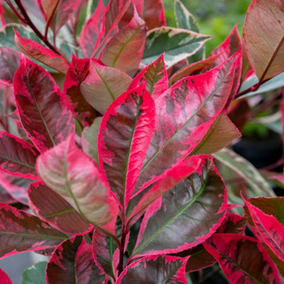 Marshalls Garden Photinia X Fraseri 'louise' 3-PackEvergreen Variegated Shrub With Pink And Red Young Leaves3 X 9Cm from B&Q