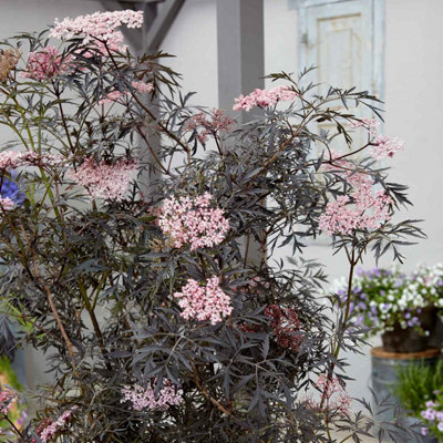 B&Q -  Sambucus Nigra 'black Lace'Deep Purple Foliage Shrub With White Flowers And Autumn Berries 3 X 9Cm
