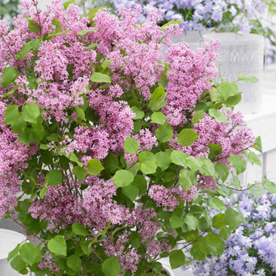 Marshalls Garden Syringa 'flowerfesta Pink'Compact Fragrant Dwarf Lilac3 X 9Cm from B&Q