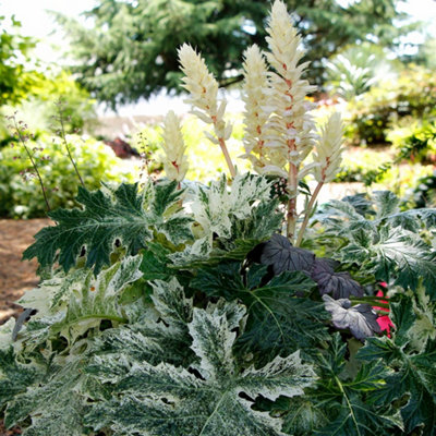 B&Q -  Acanthus 'whitewater'Pack Of 3 X 9Cm Hardy Summer-Flowering Perennials