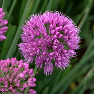 Marshalls Garden Allium 'serendipity'Compact Lavender-Pink Summer-Flowering Perennial9Cm Pot from B&Q