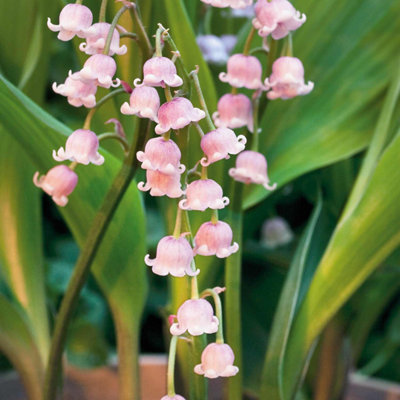 Marshalls Garden Convallaria Majalis Rosea 9Cm PotFragrant Pale Pink Lily-Of-The-Valley Perennial from B&Q