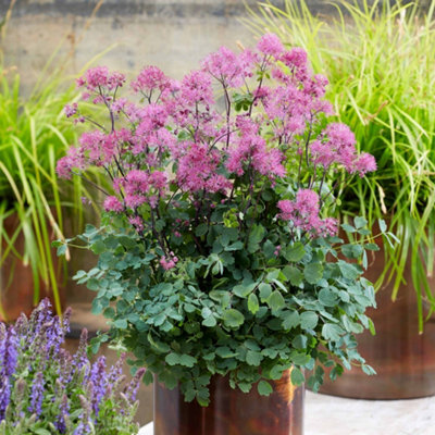 Marshalls Garden Thalictrum 'little Pinkie' 3 X 9CmCompact Pink-Flowering Perennial For Borders And Cutting Gardens from B&Q