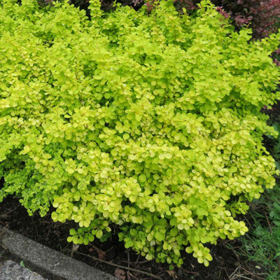 B&Q -  Berberis Thunbergii 'golden Horizon' 3 X 9CmCompact Groundcover Shrub