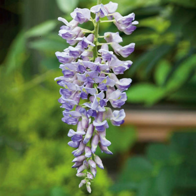 Marshalls Garden Wisteria 'amethyst Falls'Compact Purple-Flowering Climbing Plant3 X 9Cm from B&Q