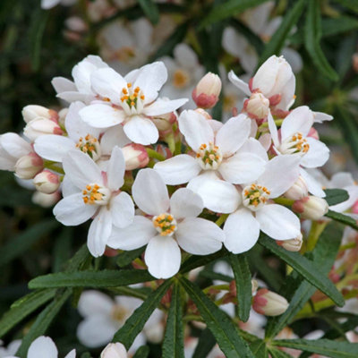 Marshalls Garden Choisya 'scented Gem'Compact Evergreen Shrub With Fragrant White-Pink Flowers9Cm from B&Q