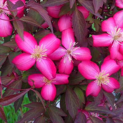 Marshalls Garden Clematis Montana 'red Velvet Truffle'Vigorous Hardy Climbing 9Cm from B&Q