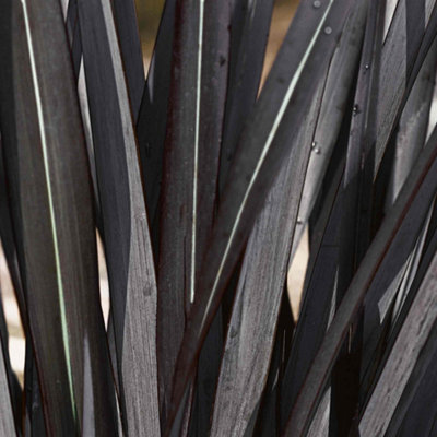 B&Q -  Phormium 'black Velvet'Architectural New Zealand Flax With Purple-Black Evergreen Foliage9Cm Pack