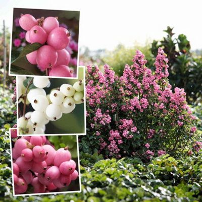 B&Q -  Snowberry 'magical' Collection 6 X 9CmSymphoricarpos Varieties For Autumn And Winter Berries