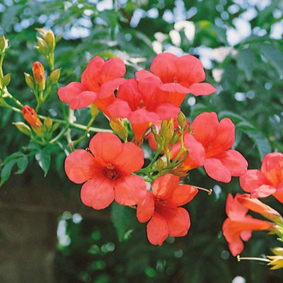 Marshalls Garden Campsis Ebony & Red 3L PotVigorous Deep Red Trumpet Vine. from B&Q