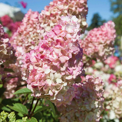 Marshalls Garden Hydrangea Paniculata 'sundae Fraise'3 Litre Plant from B&Q