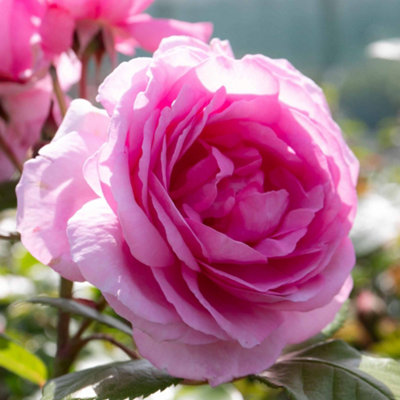 Marshalls Garden Rose 'mum In A Million' (Hybrid Tea)Repeat-Flowering Fragrant Pink Rose Supplied As 3L Pot from B&Q