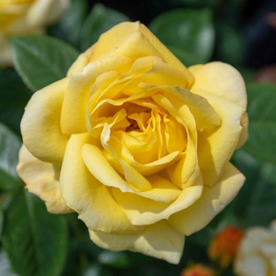 Marshalls Garden Rose 'arthur Bell' (Floribunda)Fragrant Yellow Shrub Rose3L Pot from B&Q