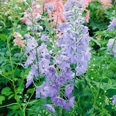 Marshalls Garden Delphinium Pacific 'guinevere'Tall Lilac-Pink Cottage Garden Perennial6 Plug Plants from B&Q