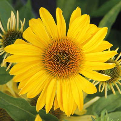 Marshalls Garden Echinacea Papallo 'deep Yellow'Compact Perennial Coneflower3 X 9Cm from B&Q