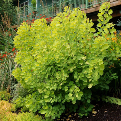 B&Q -  Cotinus Coggygria Golden Spirit Smoke Bush9Cm Plant