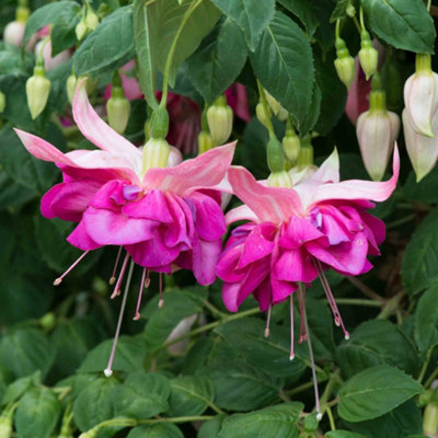 Marshalls Garden Fuchsia Southern Belles 'bella Rosella'Giant Double Pink Trailing FuchsiaPack Of 6 Plug Plants. from B&Q