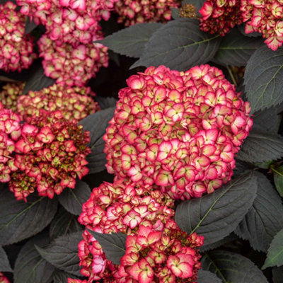 B&Q -  Hydrangea 'eclipse First Edition' 12Cm PlantLong-Flowering Compact Shrub