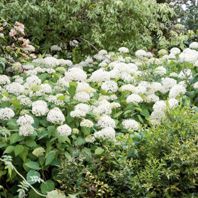 B&Q -  Hydrangea 'white Mophead'Pure White Mophead ShrubSummer To Early Autumn Flowering12Cm Plant