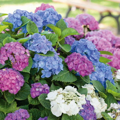 B&Q -  Hydrangea 'mophead' Collection3 X 12Cm WhitePink And Blue Mophead Shrubs