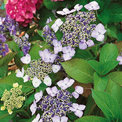 B&Q -  Hydrangea Macrophylla 'mariesii Perfecta'Lacecap ShrubBlue Or Pink Flowers12Cm Plant