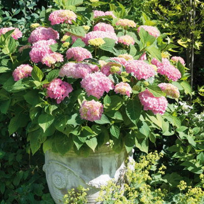 B&Q -  Hydrangea Pink Mophead 12Cm PlantCompact Mophead Shrub With Soft Pink Blooms.